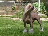 CHIEN NU CHINOIS 285